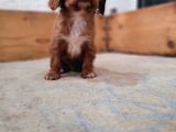 Safkan Irk Garantili King Charles Cavalier Yavruları