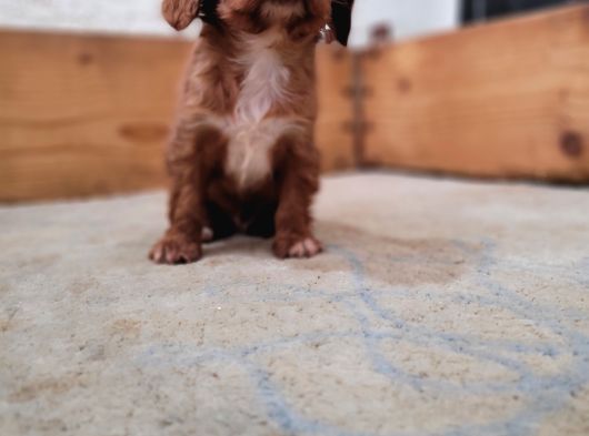 Safkan Irk Garantili King Charles Cavalier Yavruları görsel