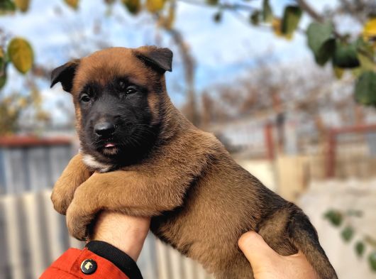 Savkan Irk Garantili Belçika Kurdu Yavruları Malinois görsel