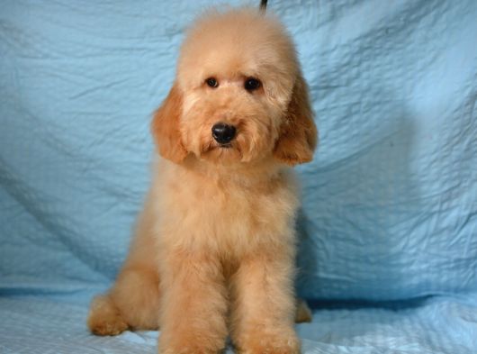 Doodle Bebekleri̇mi̇z Yeni̇ Ai̇leleri̇ni̇ Bekli̇yorlar görsel
