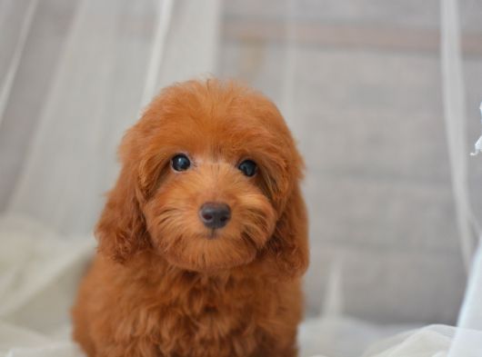 Mi̇ni̇ Mi̇ni̇ Malti̇poo Bebekler görsel