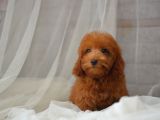 Mi̇ni̇ Mi̇ni̇ Malti̇poo Bebekler