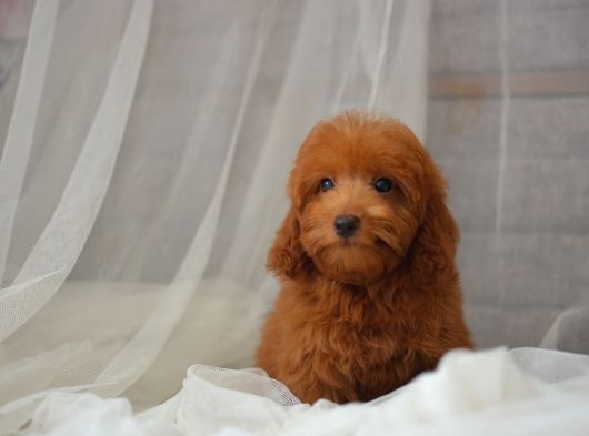 Mi̇ni̇ Mi̇ni̇ Malti̇poo Bebekler görsel