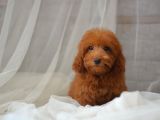 Mi̇ni̇ Mi̇ni̇ Malti̇poo Bebekler