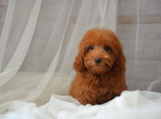 Mi̇ni̇ Mi̇ni̇ Malti̇poo Bebekler görsel
