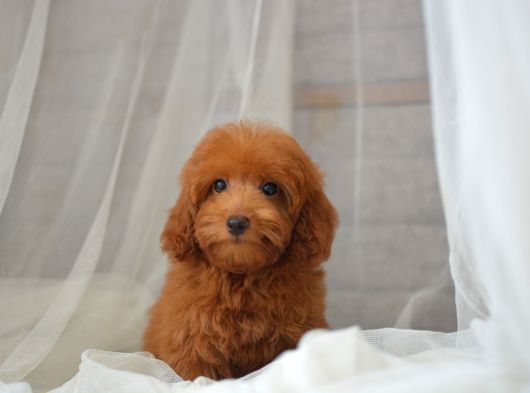 Mi̇ni̇ Mi̇ni̇ Malti̇poo Bebekler