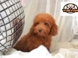 Mi̇ni̇ Mi̇ni̇ Malti̇poo Bebekler