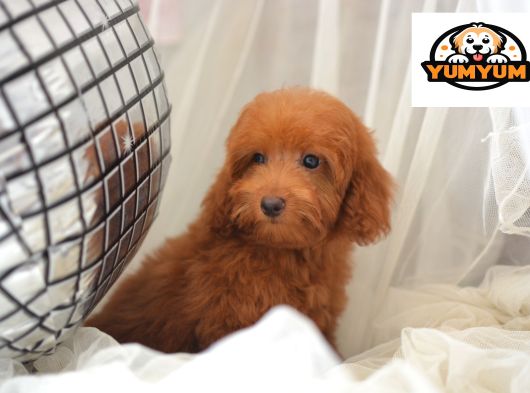 Mi̇ni̇ Mi̇ni̇ Malti̇poo Bebekler görsel