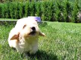 En Sevi̇mli̇ Malti̇poo Yavrulari Istanbul