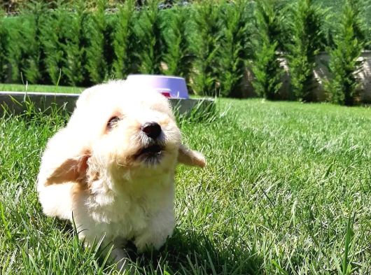 En Sevi̇mli̇ Malti̇poo Yavrulari Istanbul görsel