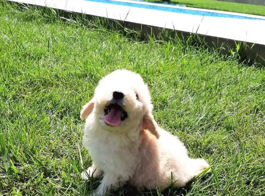 En Sevi̇mli̇ Malti̇poo Yavrulari Istanbul görsel