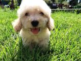 EN SEVİMLİ MALTİPOO YAVRULARI ISTANBUL