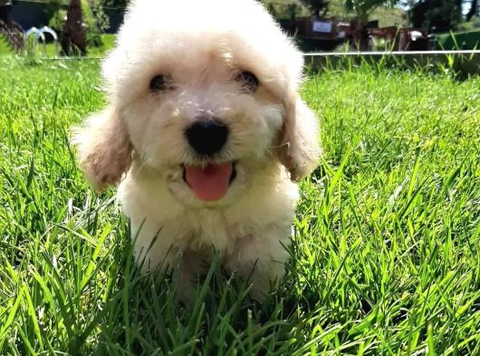 En Sevi̇mli̇ Malti̇poo Yavrulari Istanbul