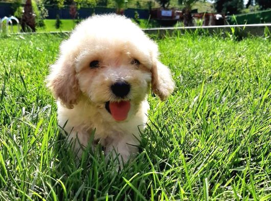 En Sevi̇mli̇ Malti̇poo Yavrulari Istanbul görsel