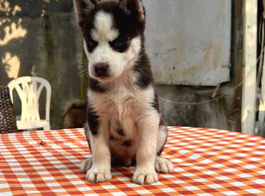 Safkan Irk Garantili Husky Sibirya Kurdu Yavrularımız