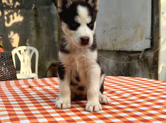 Safkan Irk Garantili Husky Sibirya Kurdu Yavrularımız görsel