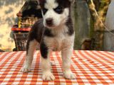 Safkan Irk Garantili Husky Sibirya Kurdu Yavrularımız