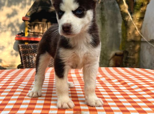 Safkan Irk Garantili Husky Sibirya Kurdu Yavrularımız görsel