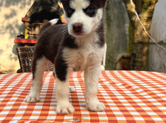 Safkan Irk Garantili Husky Sibirya Kurdu Yavrularımız görsel