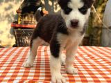 Safkan Irk Garantili Husky Sibirya Kurdu Yavrularımız
