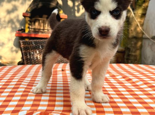 Safkan Irk Garantili Husky Sibirya Kurdu Yavrularımız görsel