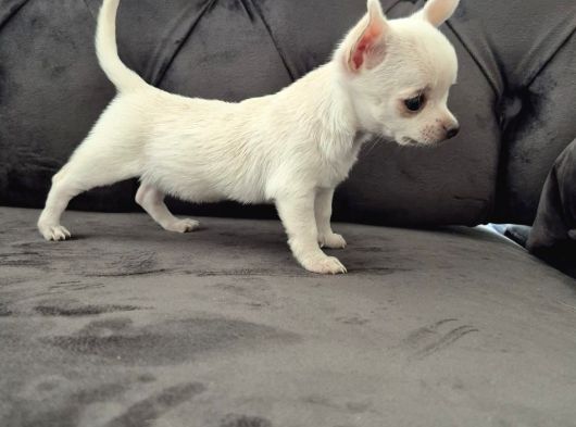 Safkan ırk garantili chihuahua yavrularımız