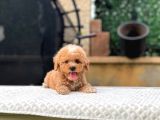 Mini Boy Kore Toy Poodle Yavrularımız
