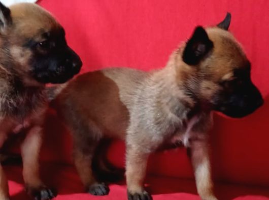 Savkan ırk garantili belçika kurdu yavruları malinois