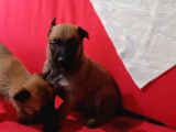 Savkan Irk Garantili Belçika Kurdu Yavruları Malinois