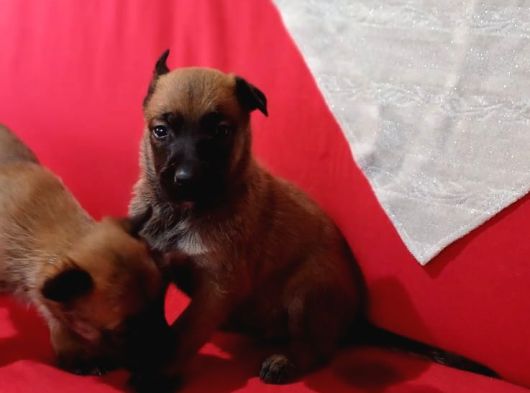 Savkan Irk Garantili Belçika Kurdu Yavruları Malinois görsel