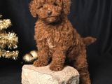 YILBAŞI ŞEKERLERİ TOY POODLE BEBEKLER