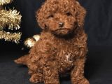 Yilbaşi Şekerleri̇ Toy Poodle Bebekler