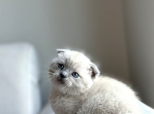 Blue Poi̇nt Yavrularimiz Yuvasini Ariyor görsel
