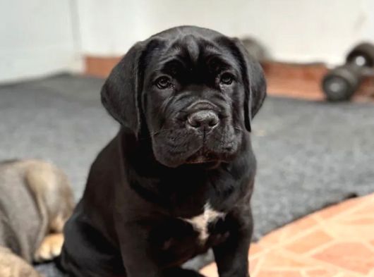 Siyah Erkek Dev Cane Corso Yavrular görsel