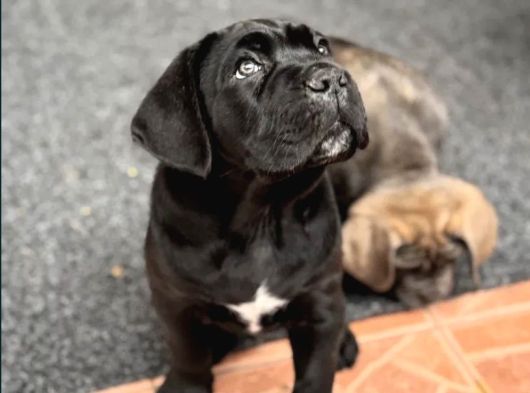Siyah Erkek Dev Cane Corso Yavrular görsel