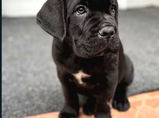 Siyah Erkek Dev Cane Corso Yavrular görsel