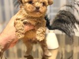 Core Babadan Teacup Maltipo Bebekle