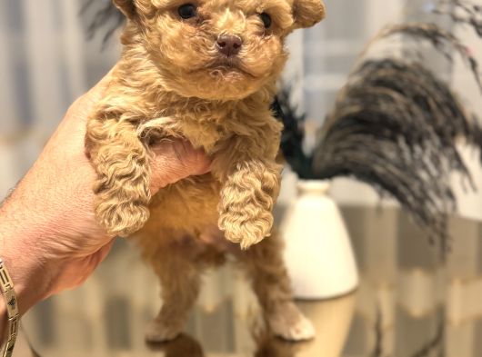 Core Babadan Teacup Maltipo Bebekle görsel