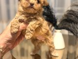 Core Babadan Teacup Maltipo Bebekle