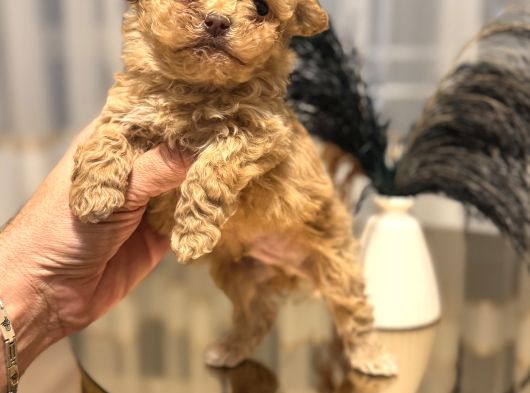 Core Babadan Teacup Maltipo Bebekle görsel