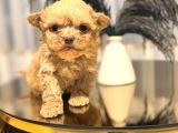 Core Babadan Teacup Maltipo Bebekle