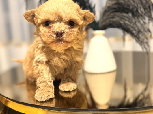 Core Babadan Teacup Maltipo Bebekle görsel