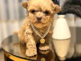 Core Babadan Teacup Maltipo Bebekle