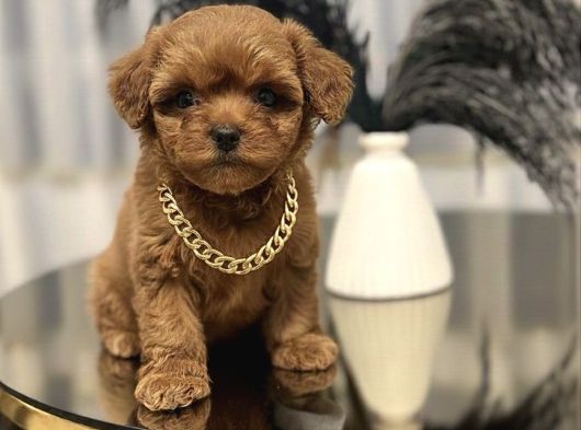 Core Babadan Teacup Maltipo Bebekle