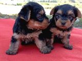 Tatlı Yorkie Bebekler