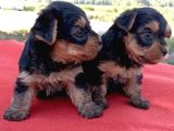 Tatlı Yorkie Bebekler