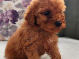 Toy Poodle Yavrularımız