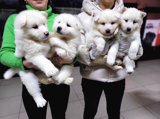 Safkan Irk Garantili Samoyed Yavruları görsel