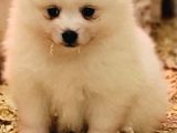 Safkan ırk garantili spitz bebekler