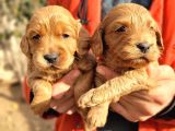 Savkan ırk garantili cockapoo yavruları